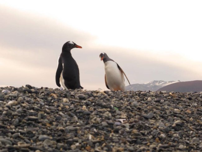 Gentoo penguins checking out the camera. Photo: Nathaniel Chaney