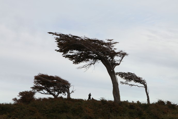 Trees that have been blown by the constant winds out on the plains of Ushuaia. Photo: Alex Washburn